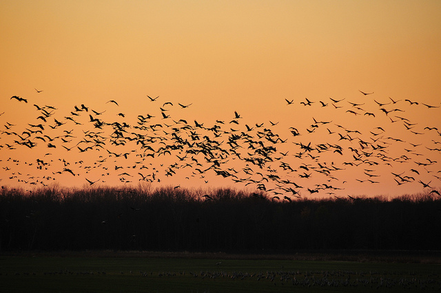 Photo courtesy of Flickr user Serge Melki